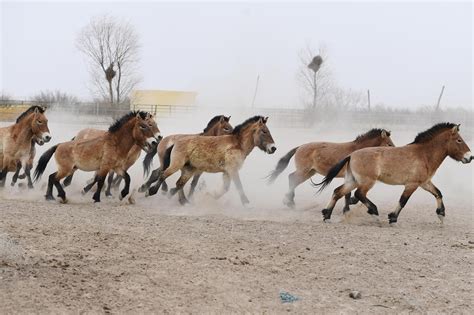 From 24 to 634: The Przewalski's horse returns to the wild - CGTN