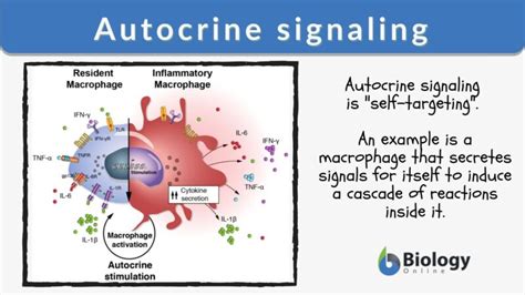 Autocrine signaling - Definition and Examples - Biology Online Dictionary