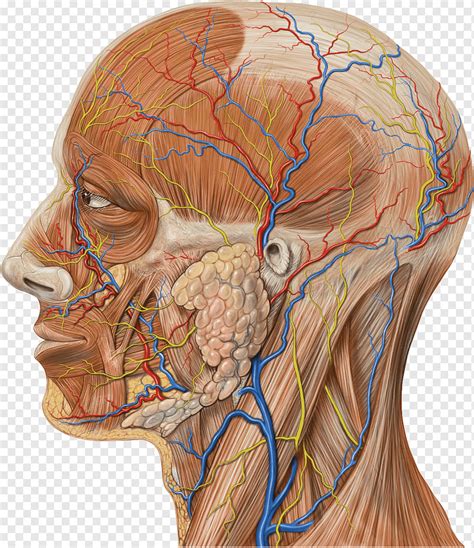 Maksiller arter Maksiller venleri Yüzeysel temporal ven Retromandibular ven, anatomi, çeşitli ...