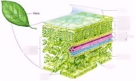 Plant Leaf Diagram