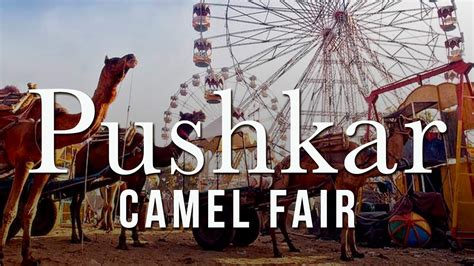 Pushkar Camel Fair 2023 - Group Tour | Noble House Tours Pvt. Ltd.