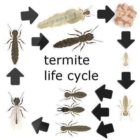 Termite Nests: Termite Life Cycle Stages