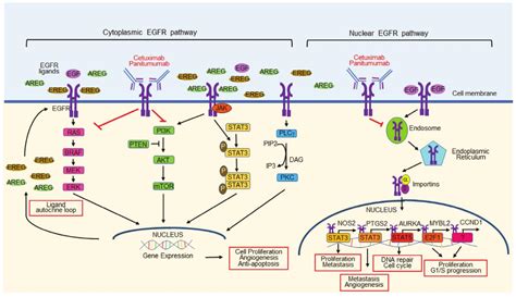 EGFR Signal Pathway Phosphorylation Antibody Array - Creative Biolabs