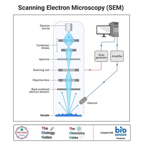 Electron Microscope: Principle, Types, Uses, Labeled Diagram