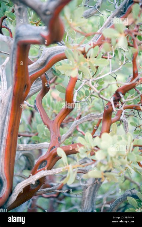 Manzanita Tree Stock Photos & Manzanita Tree Stock Images - Alamy