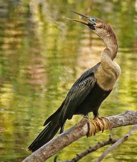 American Anhinga (female) found in SEast US to Argentina. | Aves exóticas, Animales, Aves