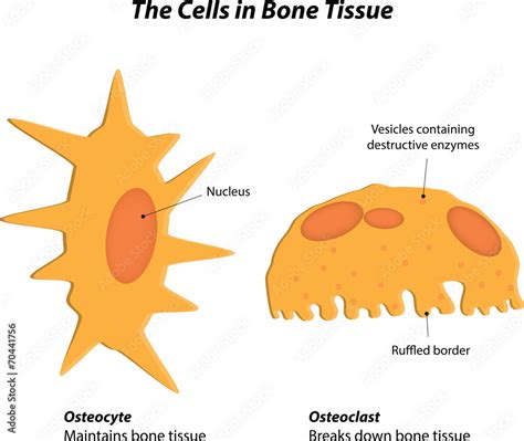 Cells in Bone Tissue Labeled Diagram Stock Illustration | Adobe Stock