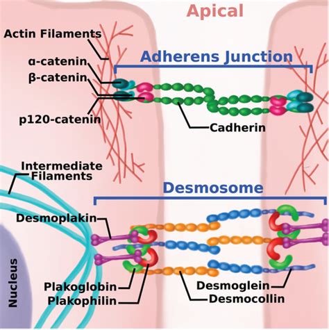 Cadherin tales: Regulation of cadherin function by endocytic membrane trafficking - Cadwell ...