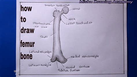 How TO Draw femur bone human/femur bone human body - YouTube