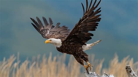 Download Bird Of Prey Bird Animal Bald Eagle 4k Ultra HD Wallpaper