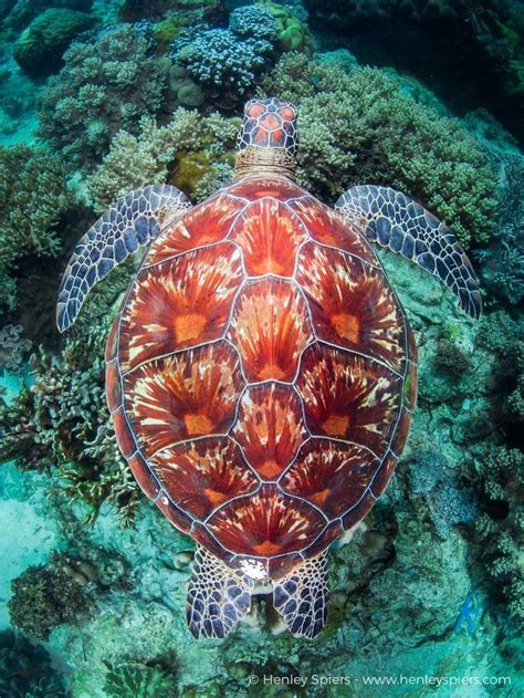 Henley Spiers - Looking down at the stunning shell of a Green Turtle as it swims over the reef ...