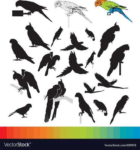 Parrot vector by razvart - Image #699976 - VectorStock