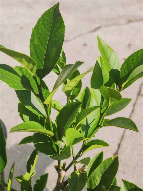 Meyer Lemon Tree Leaves Going Yellow - Infoupdate.org