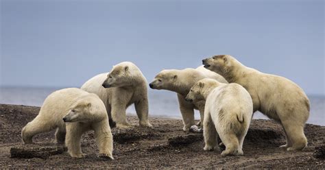 There's no fact-based case to drill in Arctic National Wildlife Refuge