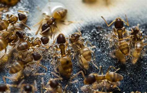 How do I get rid of Pharaoh Ants? | Magna Pest Solutions