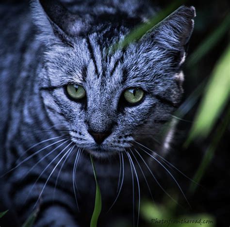 Feral Cat Hunting Photograph by Rene Vasquez - Fine Art America