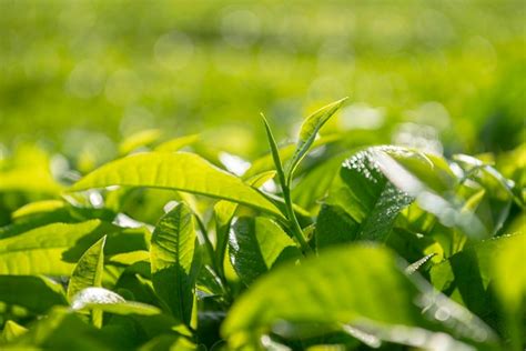 Premium Photo | Closeup view of tea leaves