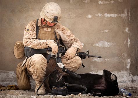 IED Detection Dog by MilitaryPhotos on DeviantArt