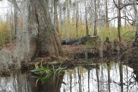 Alligator In Natural Habitat - Okefenokee Swamp Stock Photo - Image of wildlife, states: 18940266