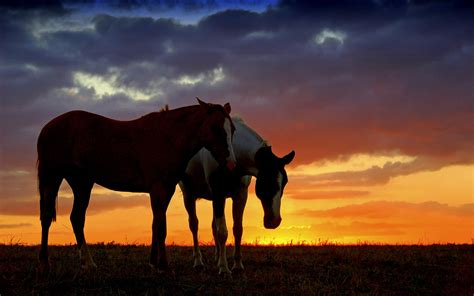 Horse wallpaper - horse sunset Wallpapers - HD Wallpapers 95868