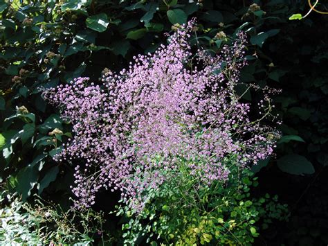 Thalictrum delavayi Seed