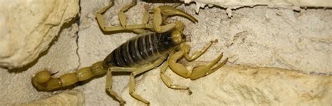 Desert - Scorpion Facts and Information