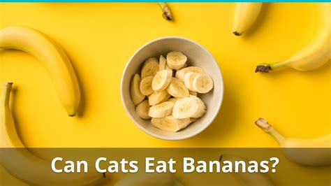 Can Cats Eat Bananas? Are They Safe Or Bad For Them? Find Out!