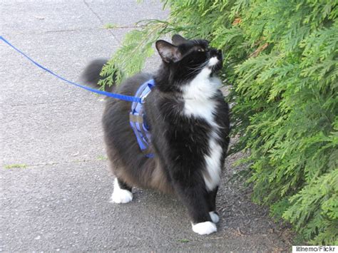 How To Walk Your Cat On A Leash, And Why You Should | HuffPost