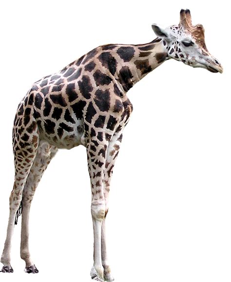 Short Necked Giraffe by Reitanna-Seishin on DeviantArt