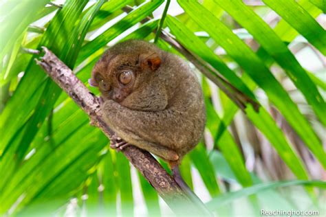 Chocolate hills and cute tarsiers: Guide to the beautiful island of Bohol, Philippines - Reachinghot