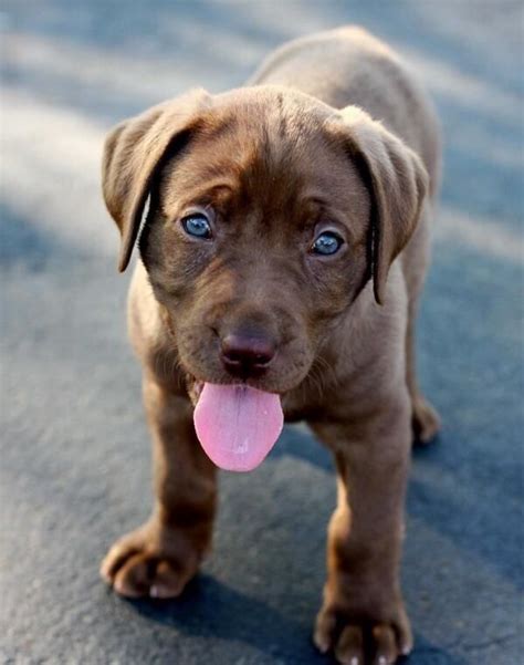 Golden Lab Puppy With Blue Eyes - Dog Pictures Blog | Chocolate lab ...