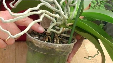 How To Grow Orchid From Flower Stem at Dennis Gaskins blog