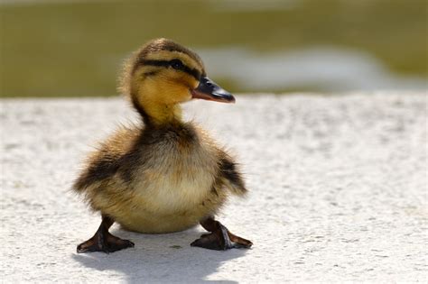 Cute Baby Duck Photos, Videos, and Facts - Animal Hype