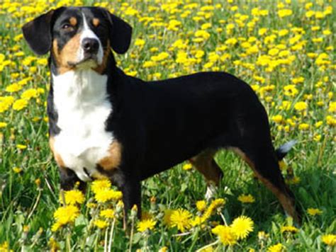 Entlebucher Mountain Dog breed information, pictures and facts ...