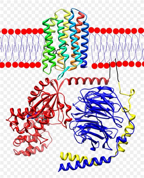 Rhodopsin Transducin Retinal Visual Perception, PNG, 1290x1600px, Rhodopsin, Area, Cell Membrane ...