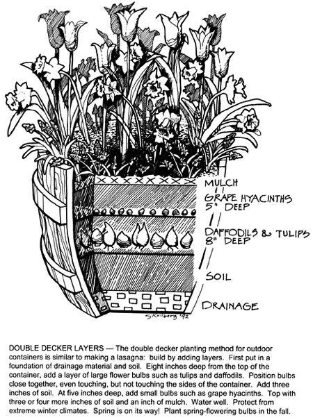 12 Layering Bulbs in Containers ideas | spring bulbs, planting bulbs ...