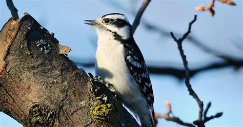 Female And Male Downy Woodpecker