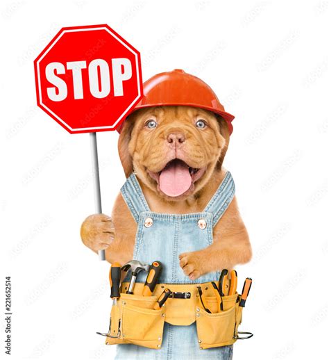 Funny puppy in overalls and hard hat with tool belt showing stop sign ...