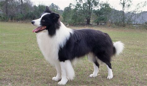 Border Collie Dog Breed Information - Vetstreet | Vetstreet