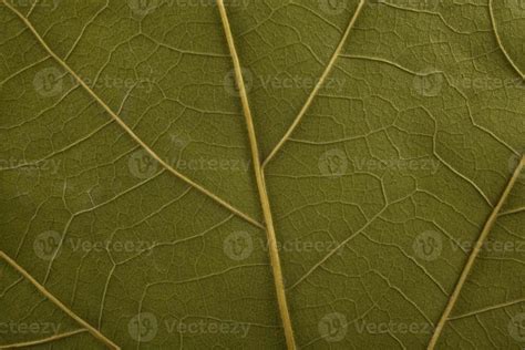 fall leaf background 22898970 Stock Photo at Vecteezy