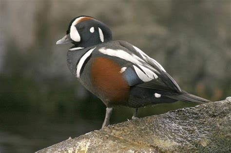 Wild Side: Harlequin ducks - The Martha's Vineyard Times