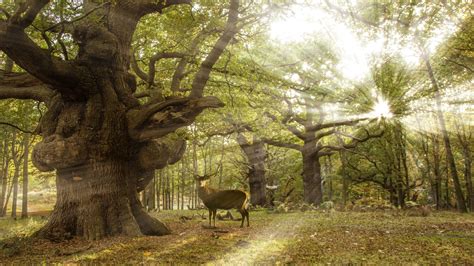 Windsor Great Park achieves Natural England’s highest rating for its ecologically important ...