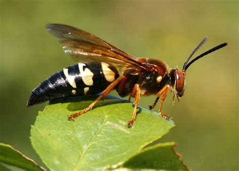 got zapped by wasps! | Page 2 | Texas Gun Talk - The Premier Texas Gun Forum