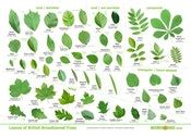 Tree Leaves Identification Poster British Species - Etsy Canada