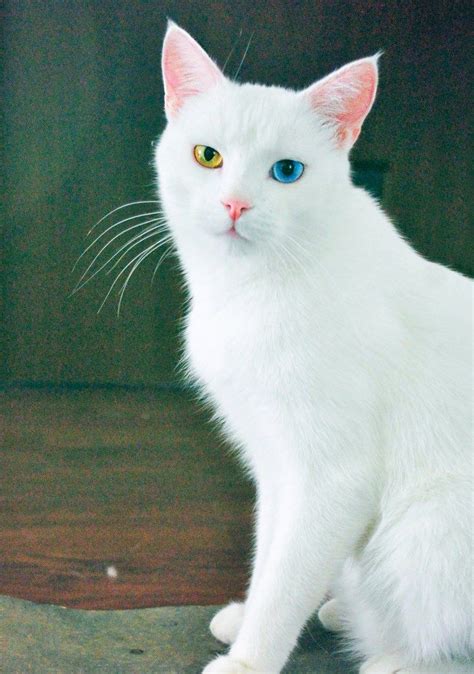 Cat Breeds With Blue Eyes