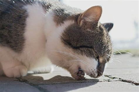 Why Is My Cat Vomiting Blood? Our Vet Explains 10 Causes - Catster