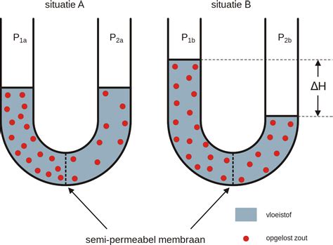 osmose passiver oder aktiver transport? (Biologie, Molekularbiologie)