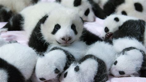 Baby Pandas On Bed HD Panda Wallpapers | HD Wallpapers | ID #53134