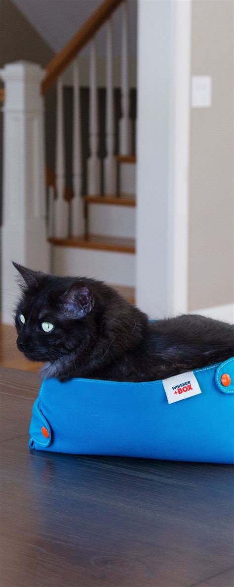 This Made-in-the-USA cat box offers compression therapy for your cat in a cute, collapsible ...