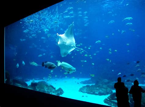 wanderlust ATLANTA: Manta Ray at Georgia Aquarium